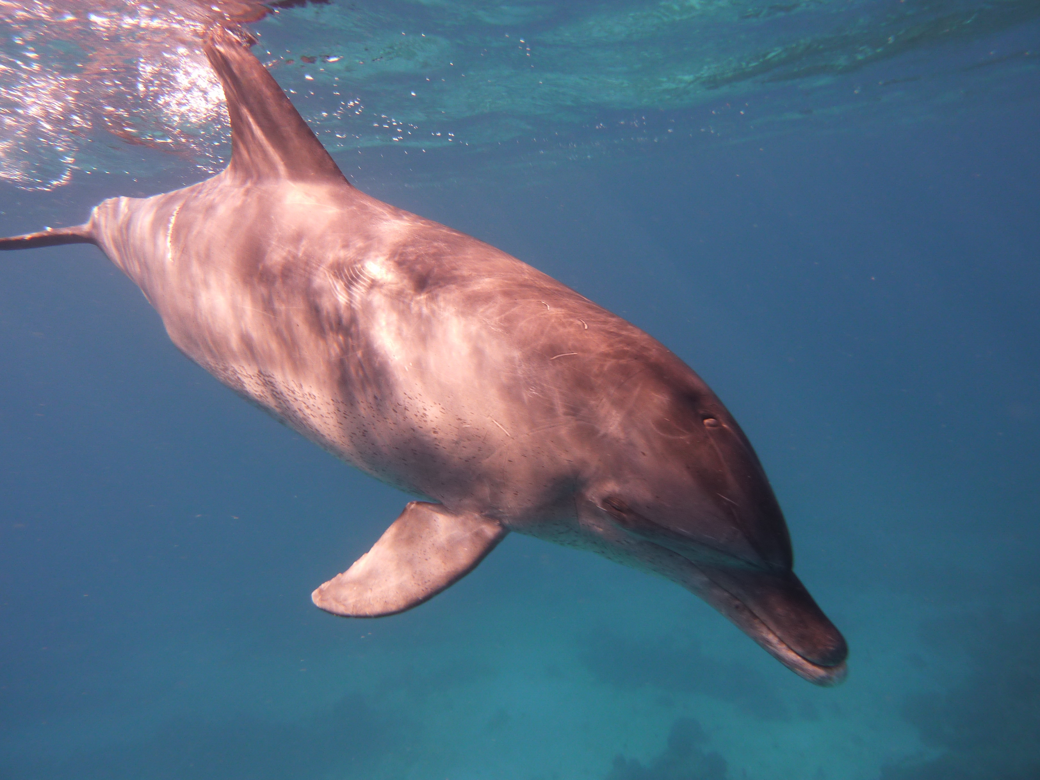 do-dolphins-sleep-at-depth-while-swimming-experiment